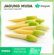 Jual Jagung Ke Kai