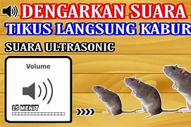 Suara Pengusir Tikus Paling Ampuh